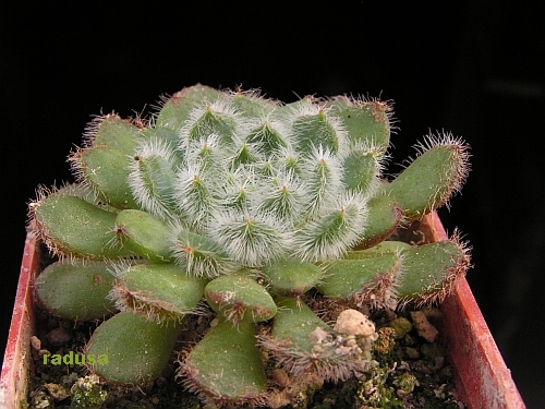 echeveria setosa v.ciliata.jpg