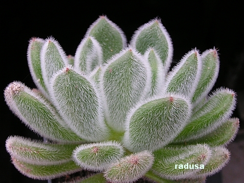 Echeveria setosa.jpg