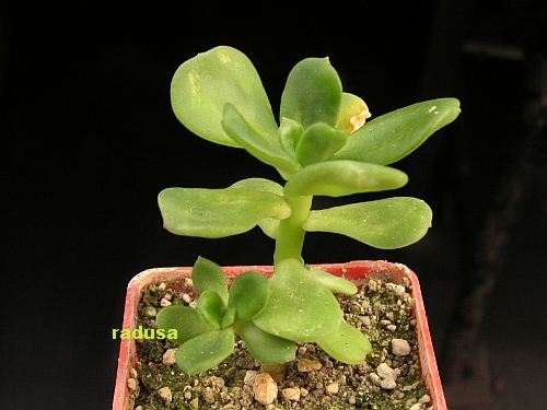 Echeveria skinneri.jpg