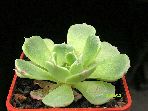 Echeveria sp., Mexico, Jalisco, Jaltepec.jpg