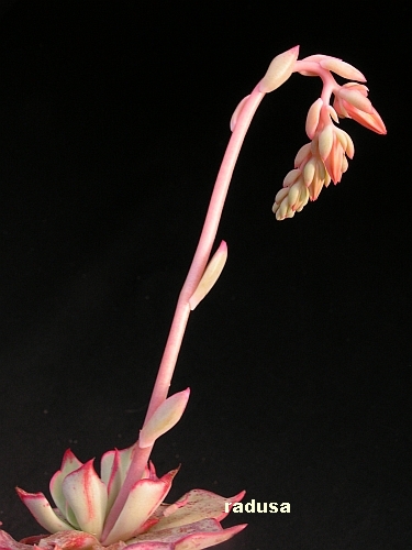 Echeveria strictiflora, Mexico, Ramos Arispe.jpg