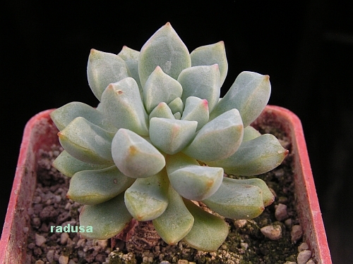 Echeveria subcorymbosa, Lau 030.jpg