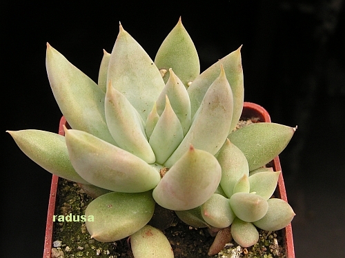 Echeveria tolimanensis.jpg