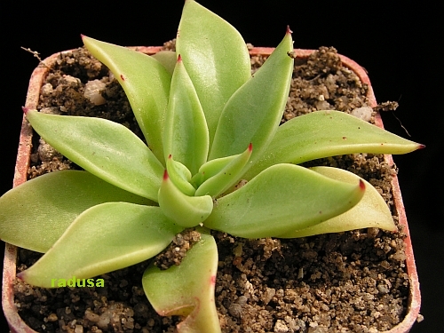 Echeveria walpoleana, Mexico, SLP, Huizache.jpg