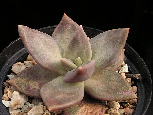 Echeveria xichuensis, Mexico, Gto, Xico.jpg