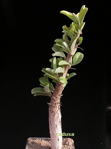 Sesamothamnus lugardii     JM.jpg