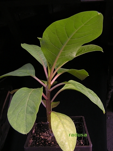 Phytolacca dioica.jpg