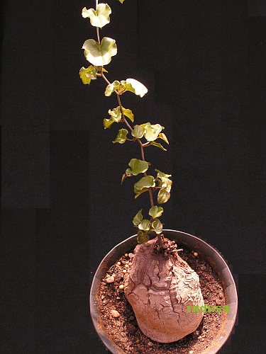 Dioscorea elephantipes.jpg