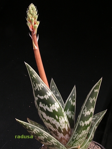 Aloe ausana   JM.jpg