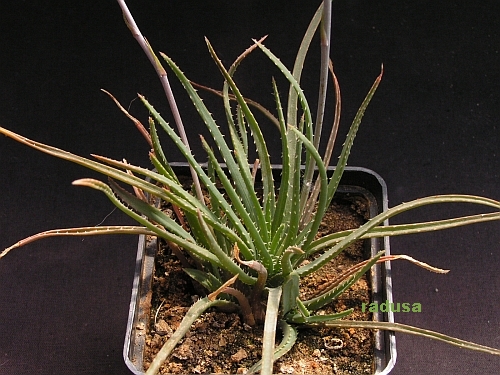 Aloe bowiea   JM.jpg