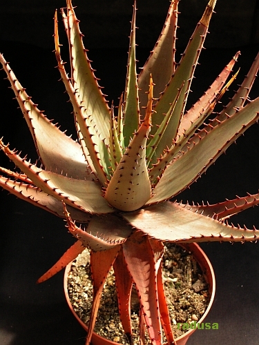 Aloe broomii   JM.jpg