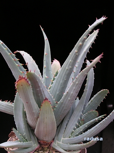 Aloe glauca   JM.jpg