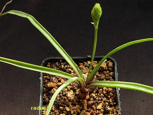 Aloe minima v.minima   JM.jpg