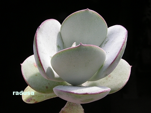 Cotyledon orbiculata, Highland, Cape Colony, RSA.jpg