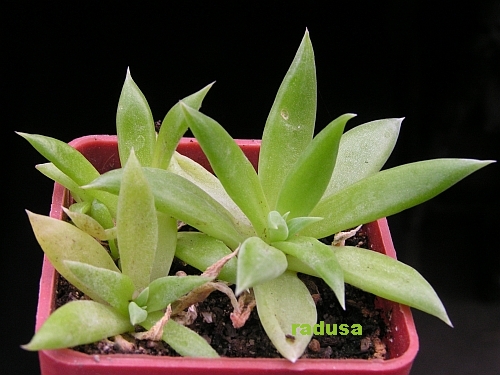 Dudleya albiflora.jpg