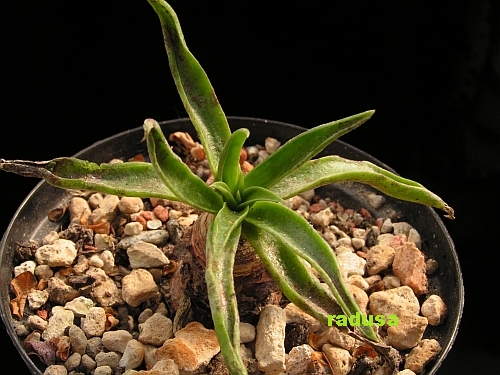 Dudleya lanceolata.jpg