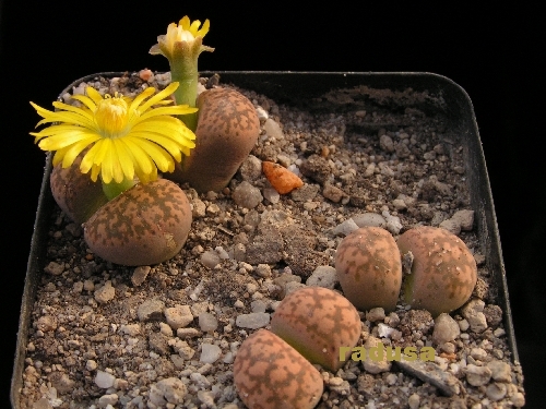 Lithops gesinae