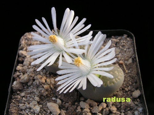 Lithops salicola