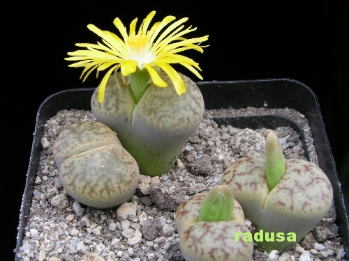 Lithops schwantesii var. uriconensis