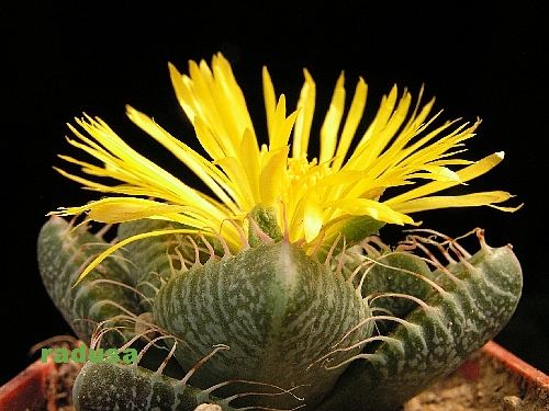 Faucaria tigrina, Grahamstown