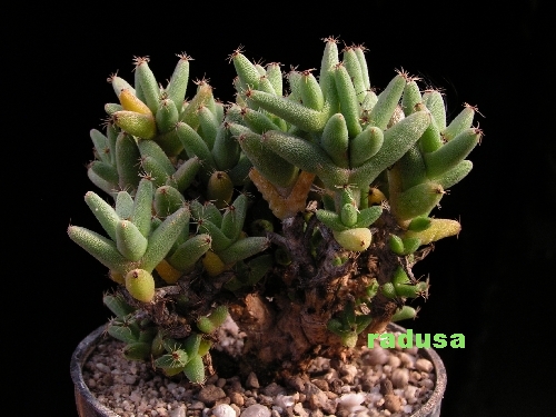 Trichodiadema densum, PV 899