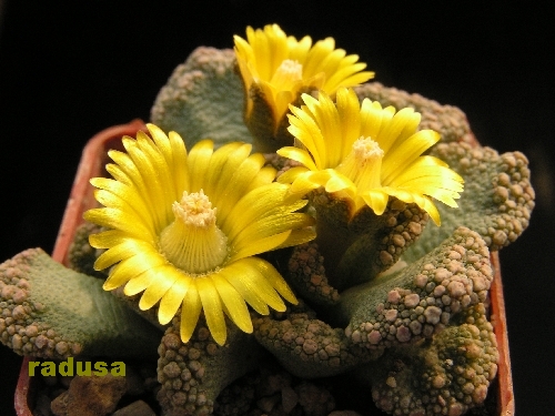 Titanopsis calcarea, Brandvlei