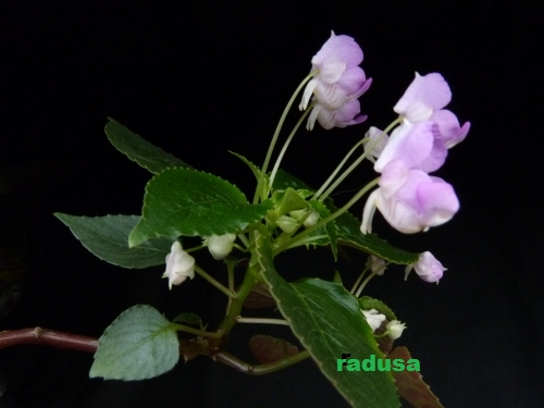 Impatiens tuberosa 