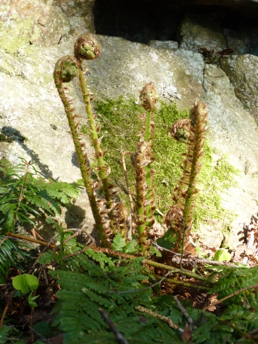 ZR2 - žebrovice úzkolistá (Blechnum spicant)